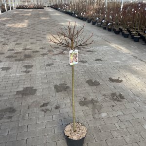 Rotblühende Japanische Weidenkätzchen Mt Aso