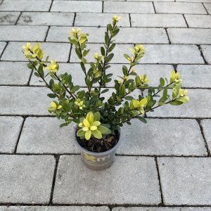 Japanische Stechpalme Caroline Upright