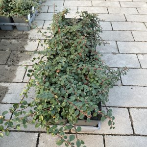 Kriechmispel Frieders Evergreen