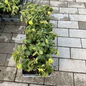 Dickmännchen, Schattengrün