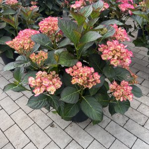 Hortensie Gräfin Cosel