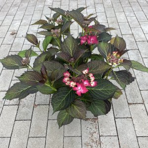Hortensie Dark Angel