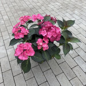 Hortensie Dark Angel