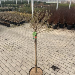 Kurilenkirsche Koju-No-Mai