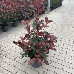 Photinia Red Robin Select