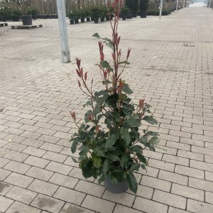 Photinia Red Robin Select
