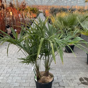 Chinesische Hanfpalme