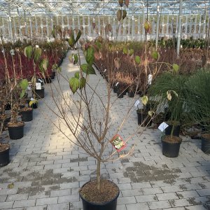 Chinesischer Blumen-Hartriegel China Girl