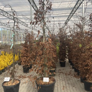 Schottische Säulenbuche