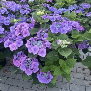 Hortensie Blaumeise