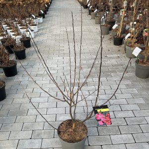 Zierapfel Coccinella