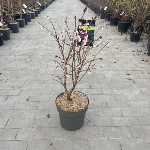 Winter-Kirschbaum Autumnalis Rosea