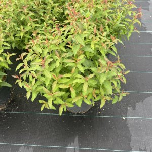 Spierstrauch Darts Red