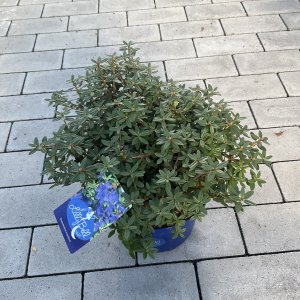 Rhododendron Lilly Bell Night