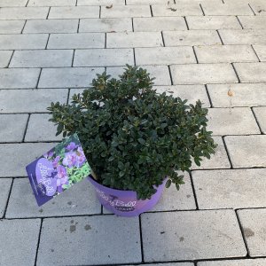 Rhododendron Lilly Bell Dream