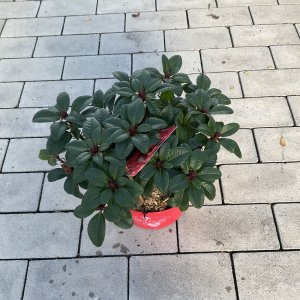 Rhododendron Lilly Bell Love