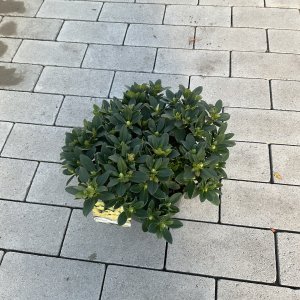 Rhododendron Patty Bee