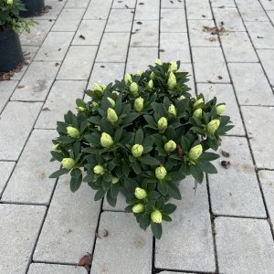 Rhododendron Patty Bee