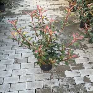 Robusta Compacta Glanzmispel