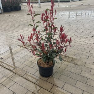 Robusta Compacta Glanzmispel