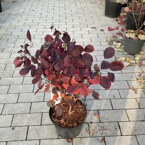 Perückenstrauch Lilla