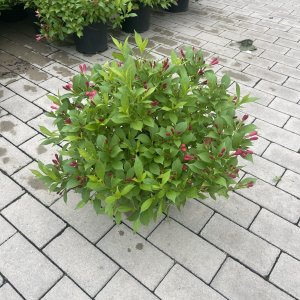 Weigela florida Picobella Rosa
