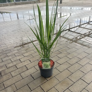 Rutenhirse „Northwind“