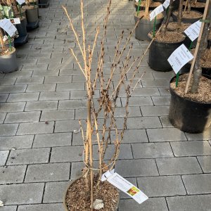 Stachelbeere Hinonmäki rot