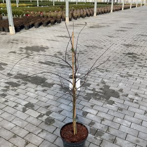 Japanischer Fächer-Ahorn Firecracker