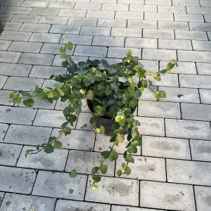 Gemeiner Efeu Arbori Compact