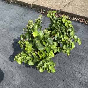 Gemeiner Efeu Arbori Compact