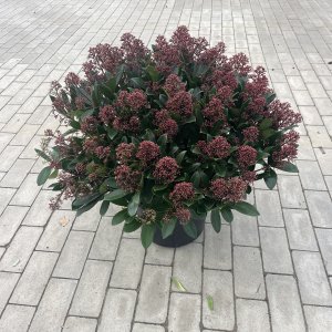 Japanische Blütenskimmie Rubella