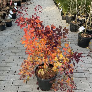 Perückenstrauch Royal Purple