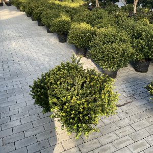 Japanische Stechpalme Twiggy