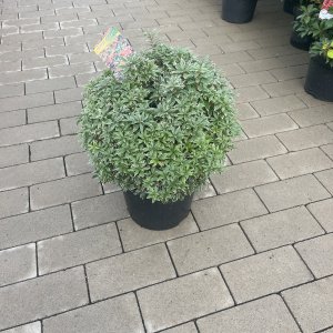 Lavendelheide Little Heath