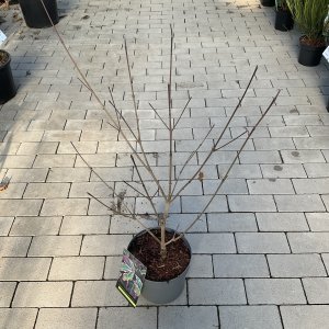 Japanischer Hartriegel Teresa