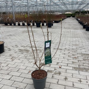 Perlmuttstrauch Magical Springtime