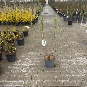 Perlmuttstrauch Magical Springtime