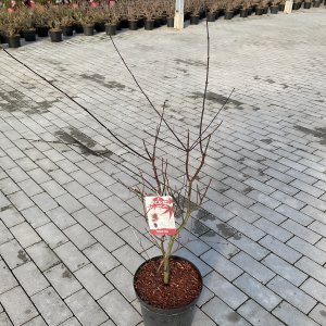 Zwergfächer-Ahorn Pixie