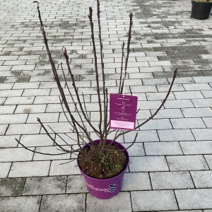 Felsenbirne Greatberry Fruity