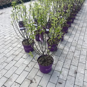 Felsenbirne Greatberry Fruity