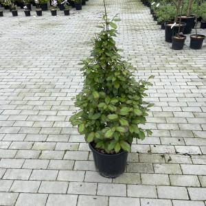 Persisches Eisenholz Persian Spire
