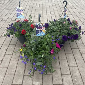 Ampelpflanzen in Sorten Festival Colours