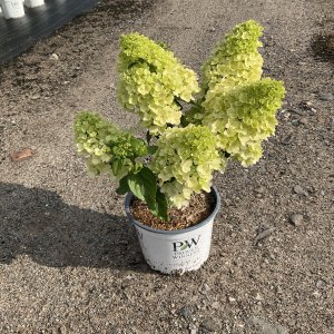 Rispenhortensie Magical Moonlight