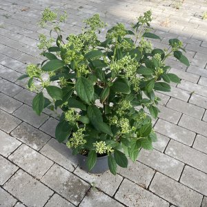 Rispenhortensie Little Quick Fire