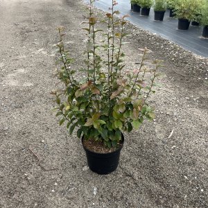 Persischer Eisenholzbaum Persian Spire