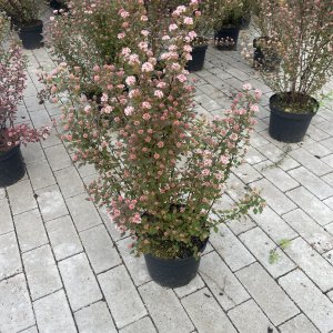 Blasenspiere Magical Sweet Cherry Tea
