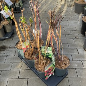 Beerenobstsortiment Bio C3