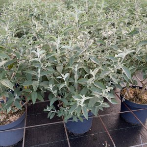 Schmetterlingsstrauch Reve de Papillon Blue