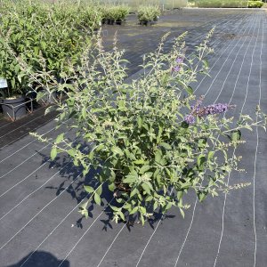 Schmetterlingsstrauch Reve de Papillon Blue